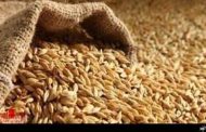 جریمه ۱۱۵ میلیاردی برای قاچاق گندم در گلستان