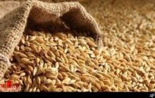 جریمه ۱۱۵ میلیاردی برای قاچاق گندم در گلستان