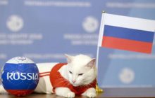 گربه‌ معروف روسی شکست عربستان را پیش‌بینی کرد+ عکس